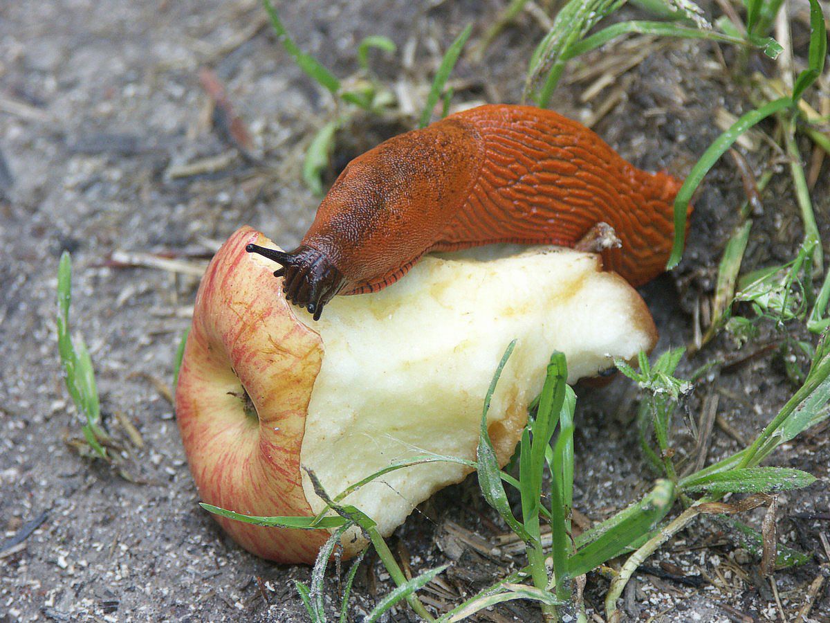 Skovsnegl spiser æble