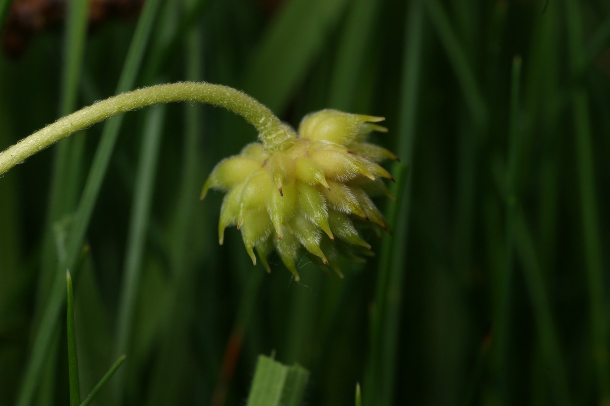 anemone hvid frugtstand
