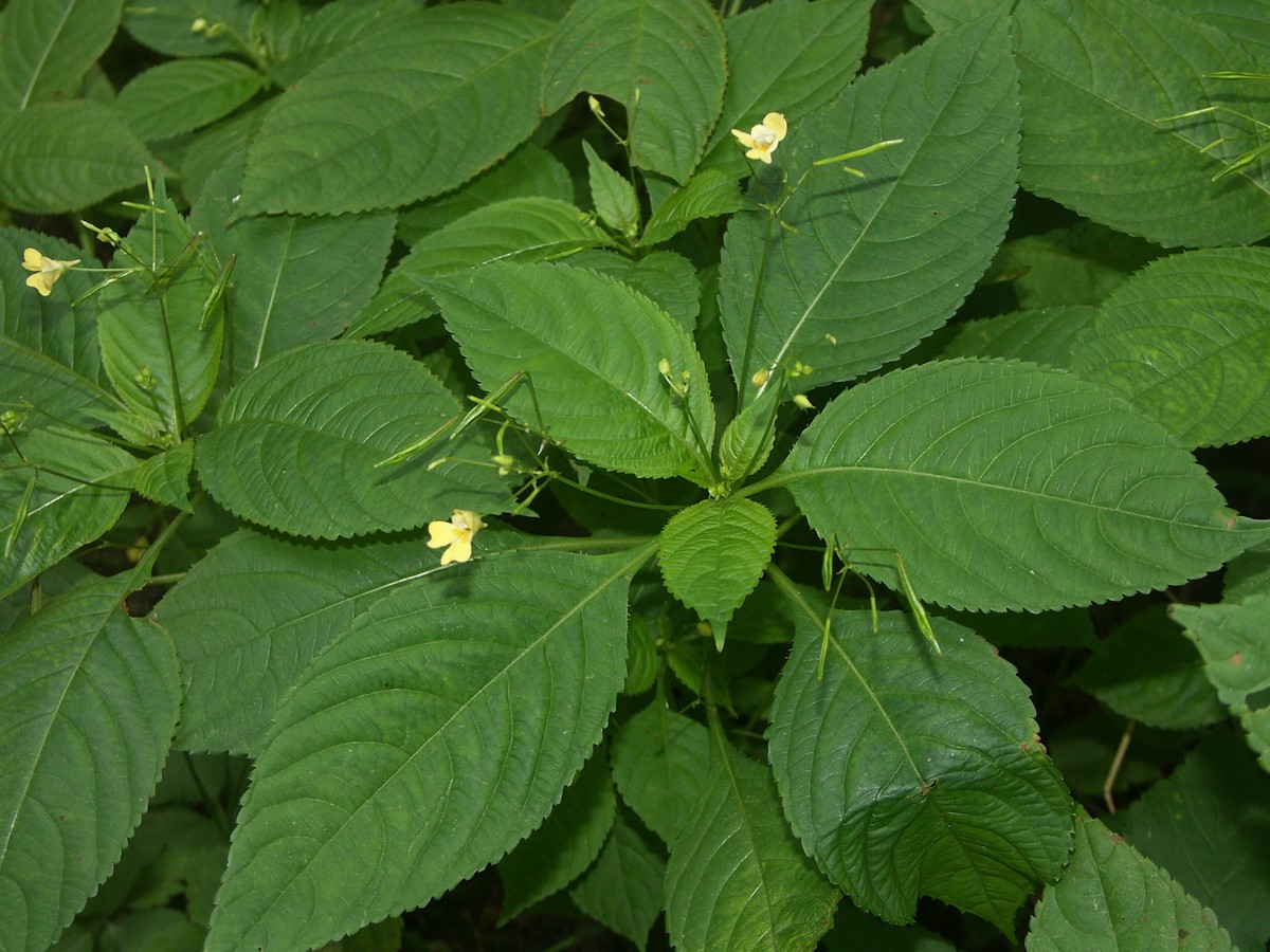 Balsamin, amåblomstret plante-1