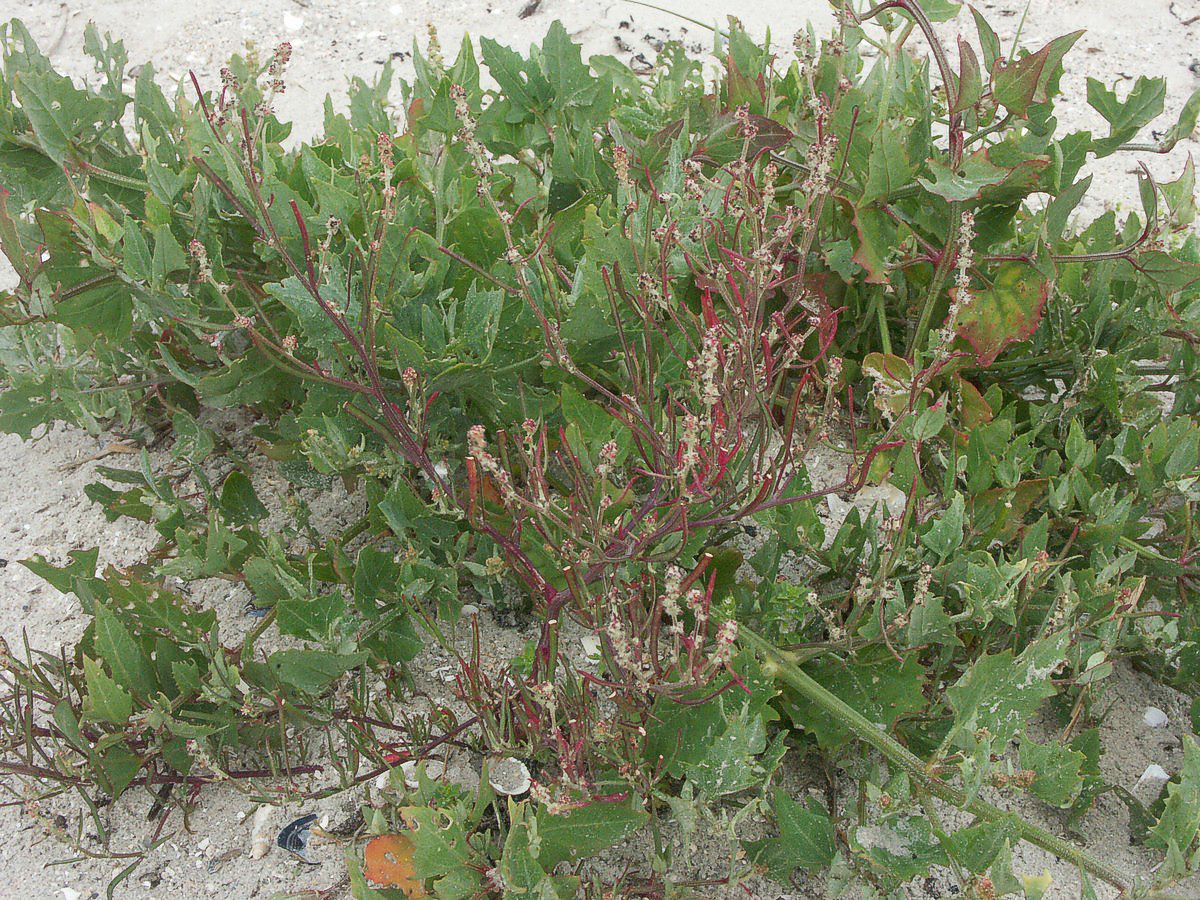 Gåsefod, strand plante Sæby