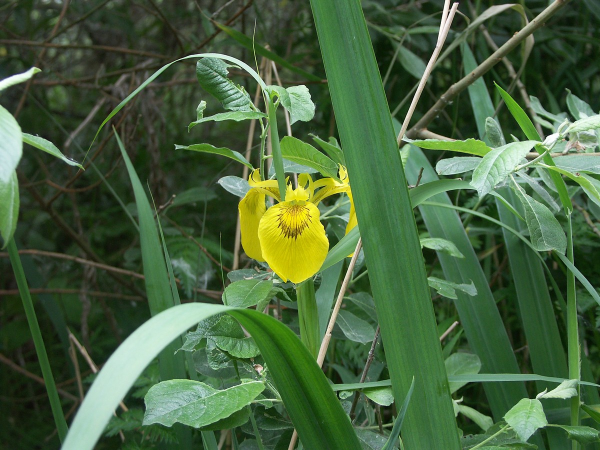 Iris, gul Læsø