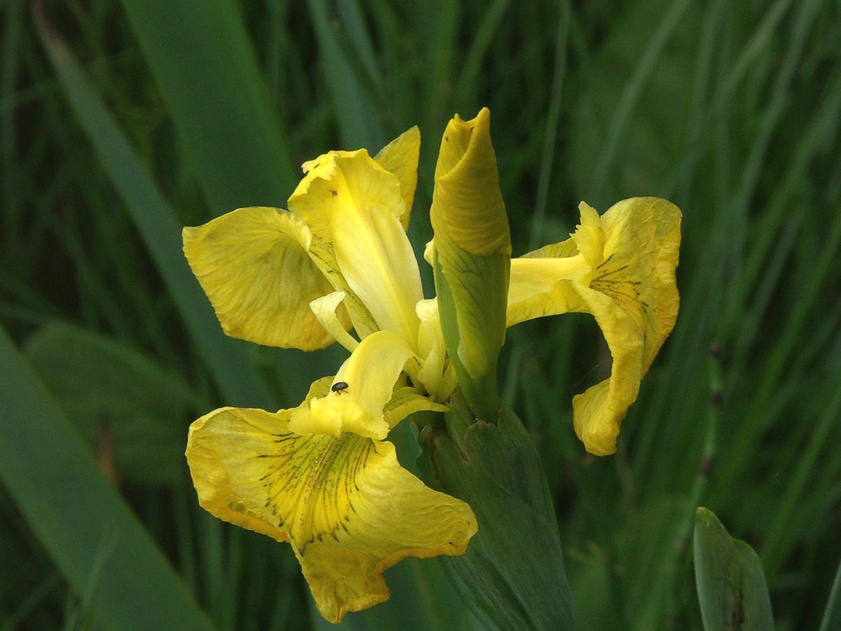 Iris, gul makro-1