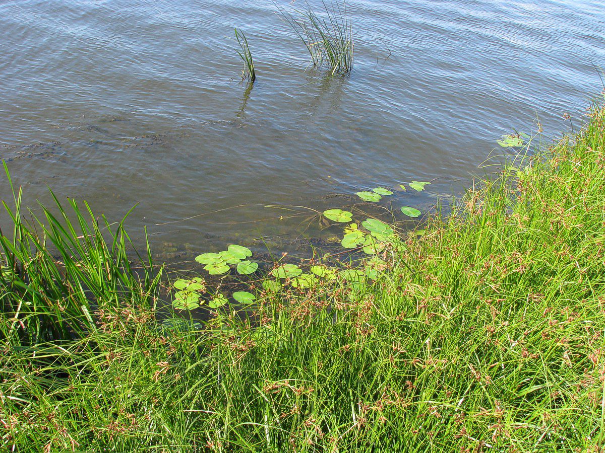 Kogleaks, sø plantemiljø