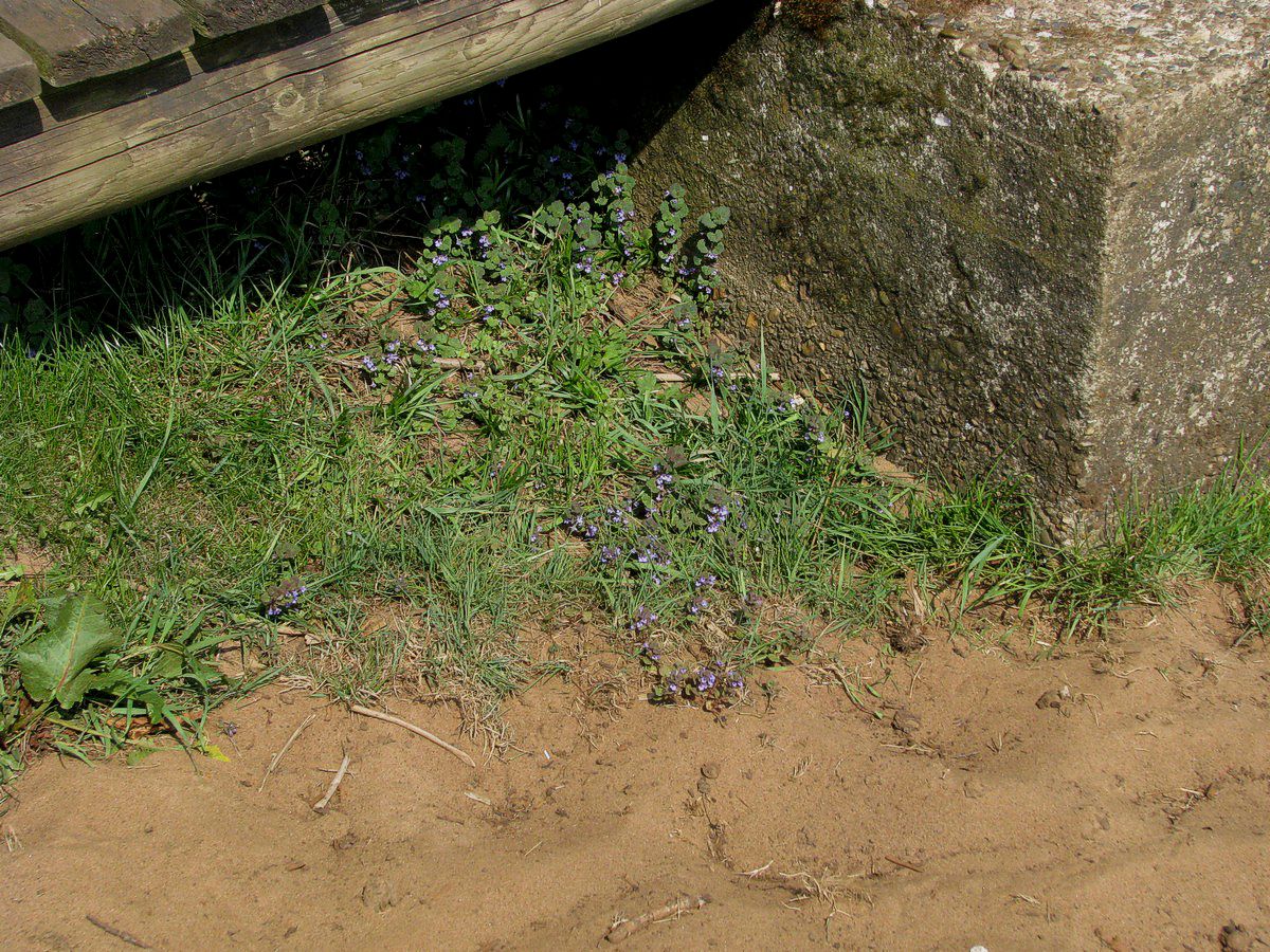 Korsknap planter under bro