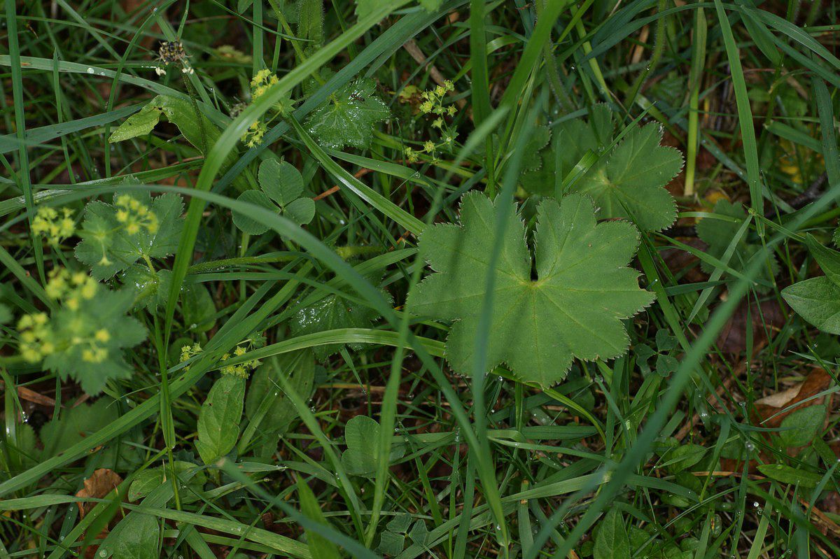 Løvefod, spm plante-38 Bastemose JP-DSC01295.jpg