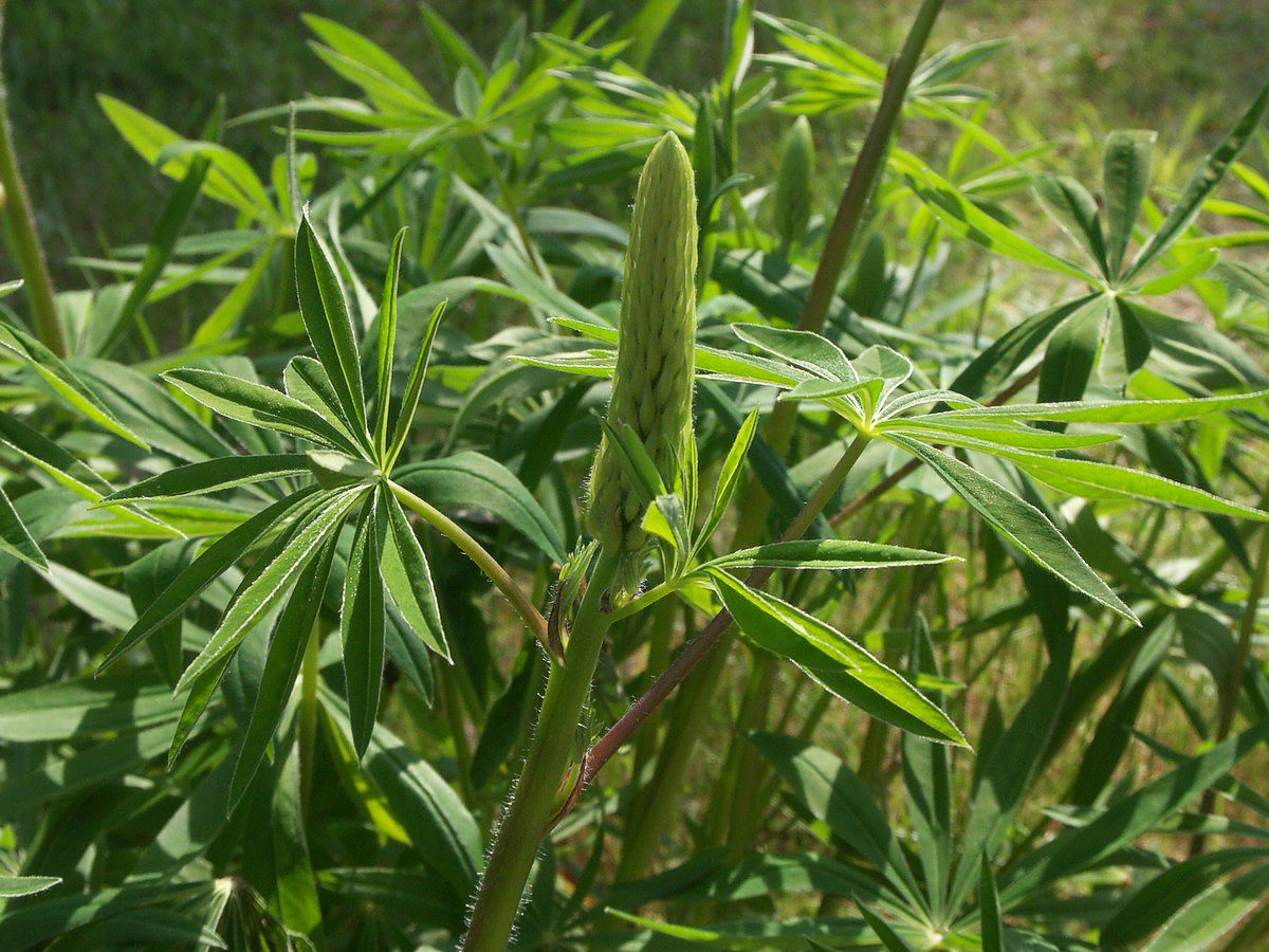 Lupin, mangebladet plante-1
