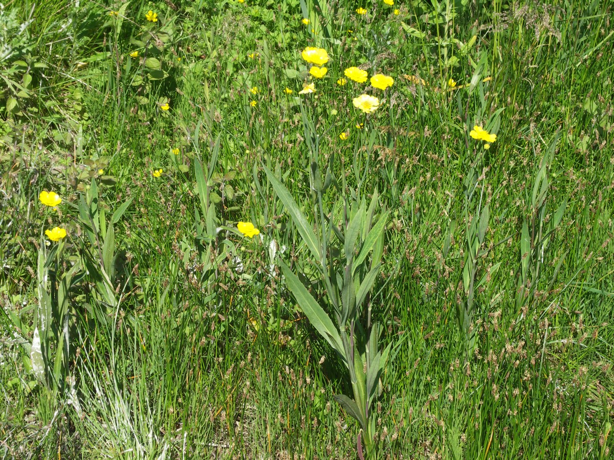 Ranunkel, langbladet plante Erslev.jpg