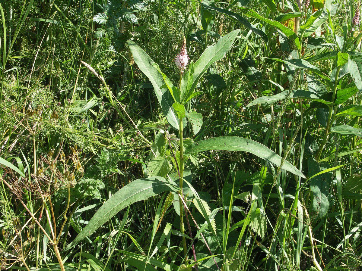 Slangeurt plante-1