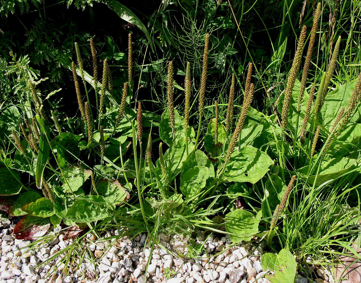 Vejbred, glat plante Straasø