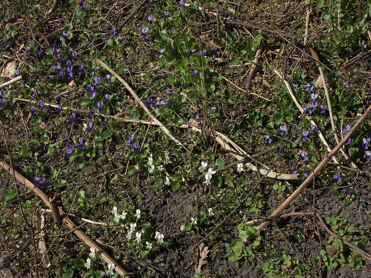 Voil, marts og hvid plante