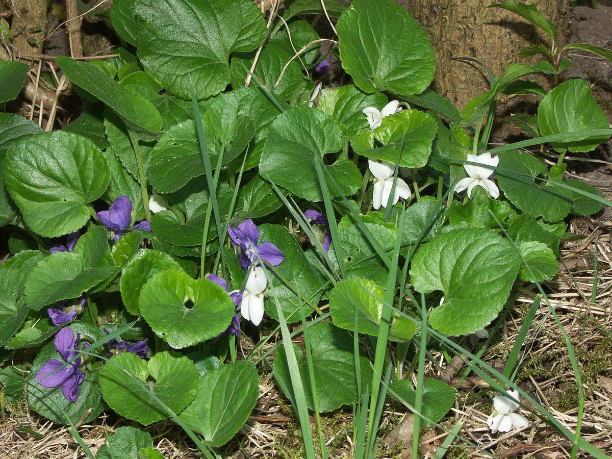 Viol, marts, hvid planter blå og hvide
