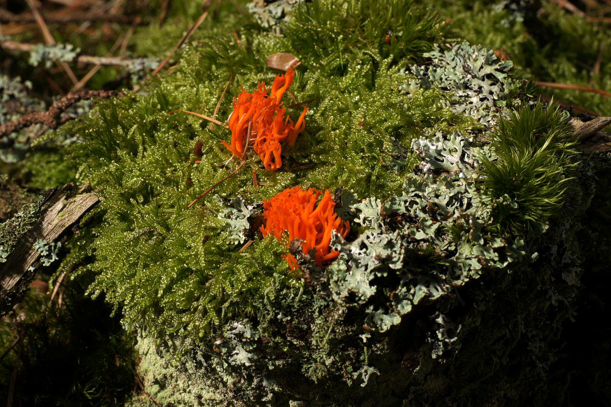 Gildgaffel,%20orange%20makro-8%20L%E6s%F8%20E-DSC02063.jpg