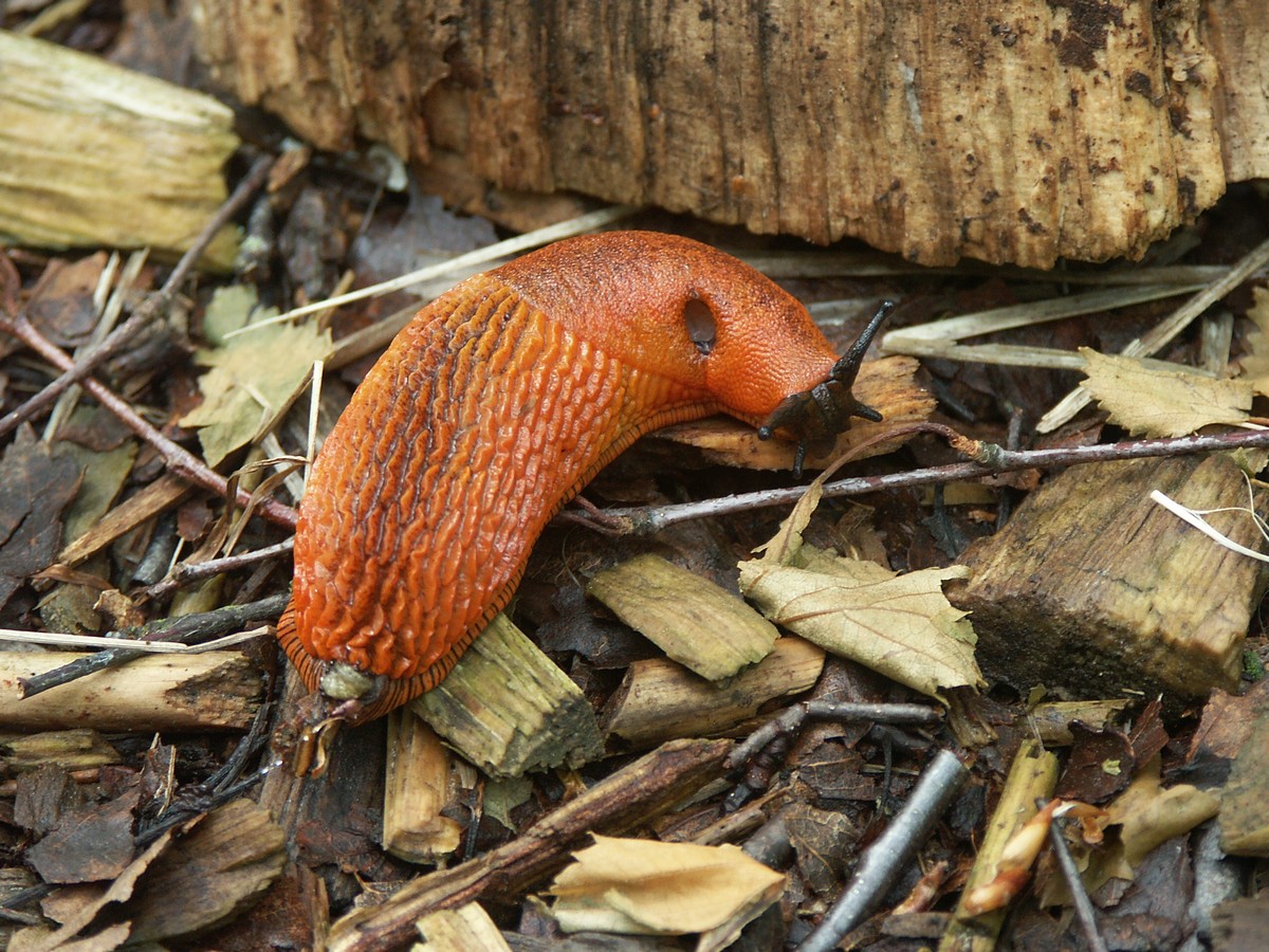 Skovsnegl,Orange%20makro-1%20%20L%E6s%F8.jpg