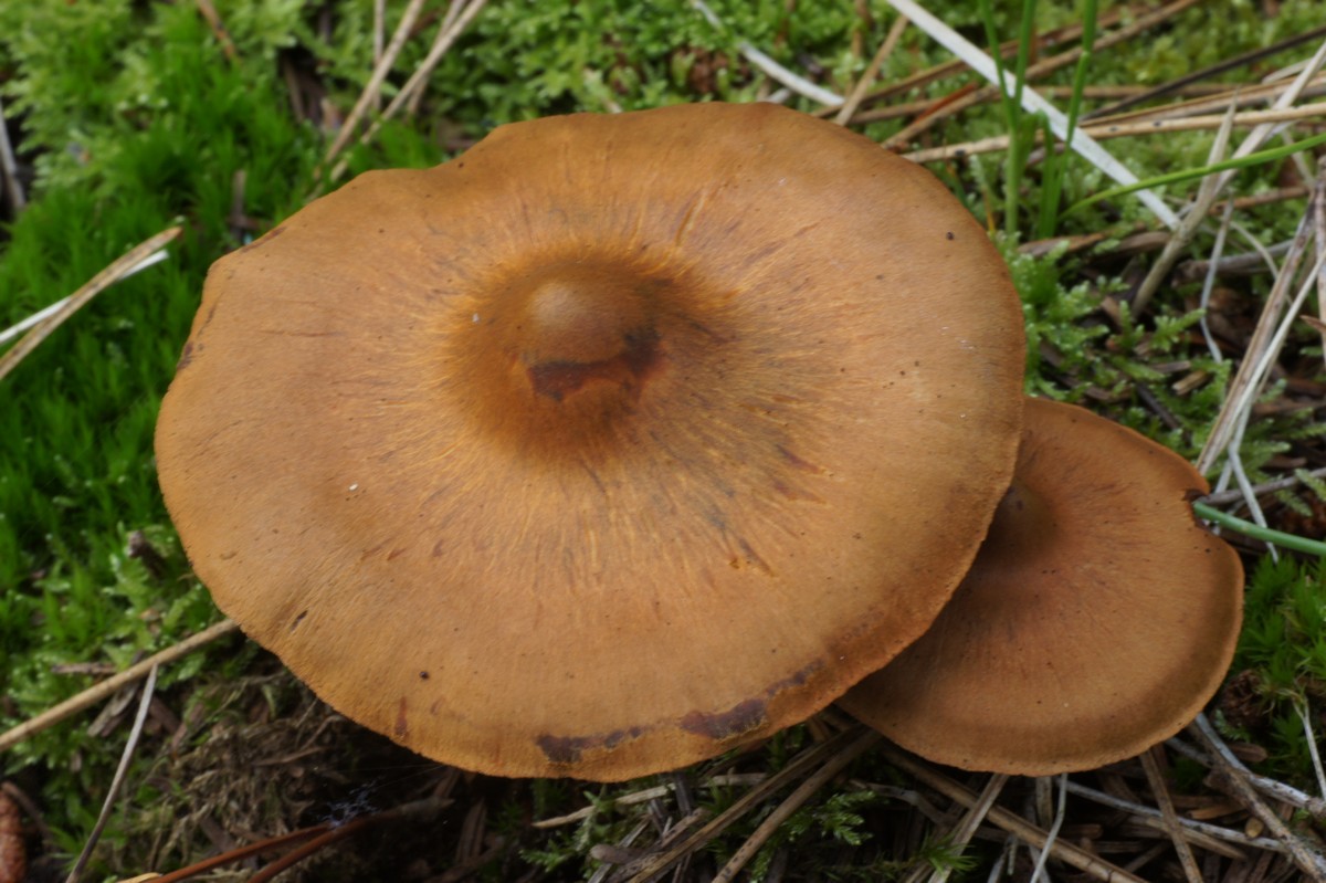 sl%F8rhat,%20%5BTelamonia%5D%20makro-1%20L%E6s%F8%20E-DSC02045.jpg