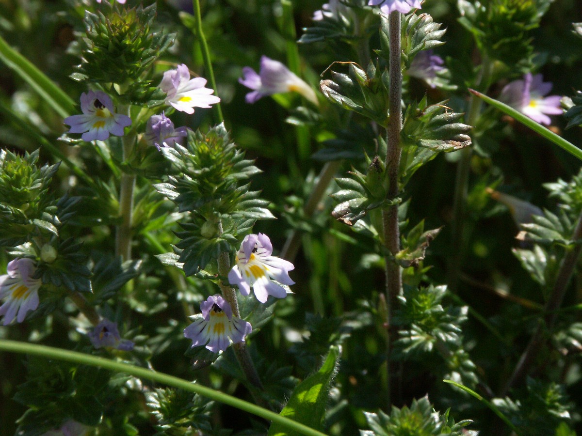 Øjentrøst, spidsbladet plante Venø.jpg
