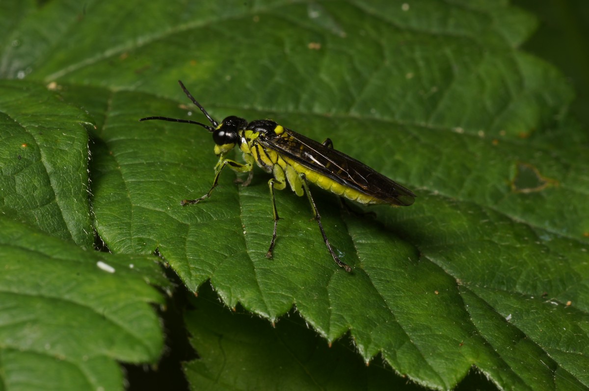 Bladhveps, Nematus myosotidis makro-1 Ulbk JP-DSC00104