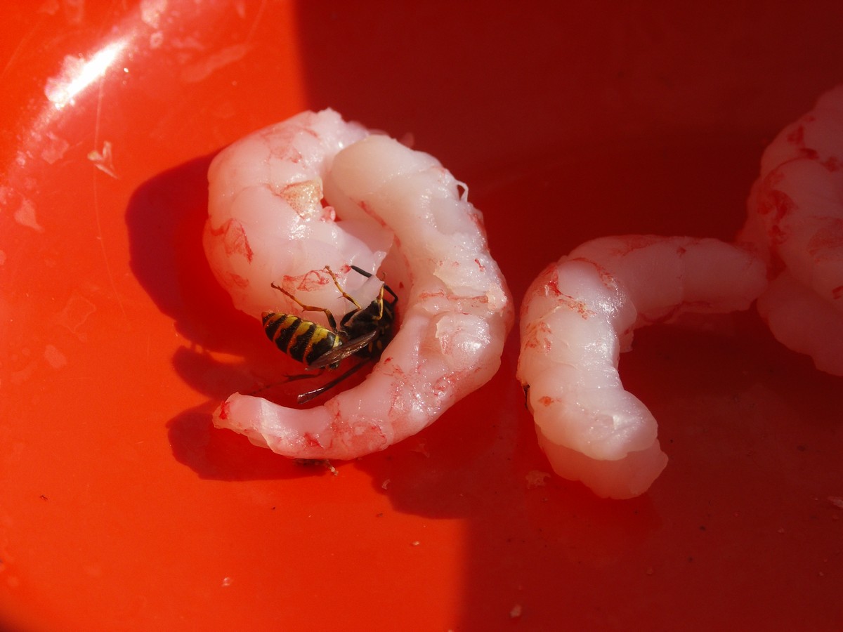 Hvepse spiser rejer makro-3