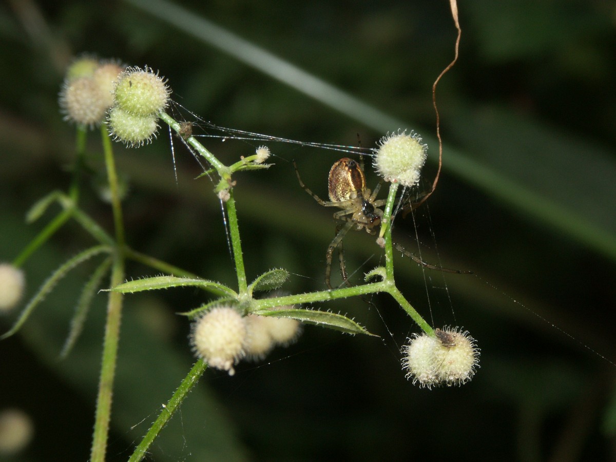 Edderkop blandt burresnerre frugter makro-1 Treldenæs
