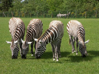 4 zebraer Givskud korr