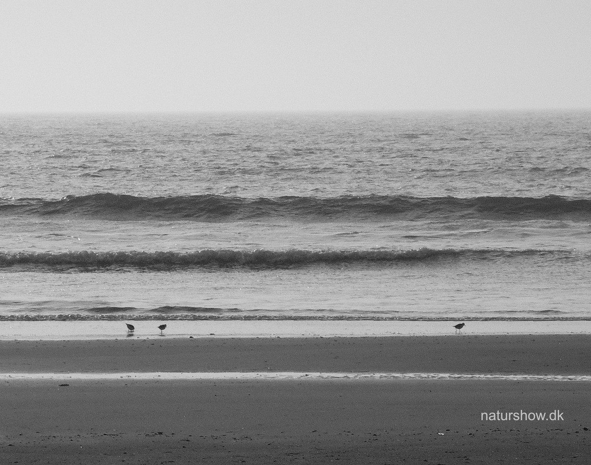 Børsmose aften ved stranden i modlys - med to+een sandløbere-korr-sorthvid.jpg