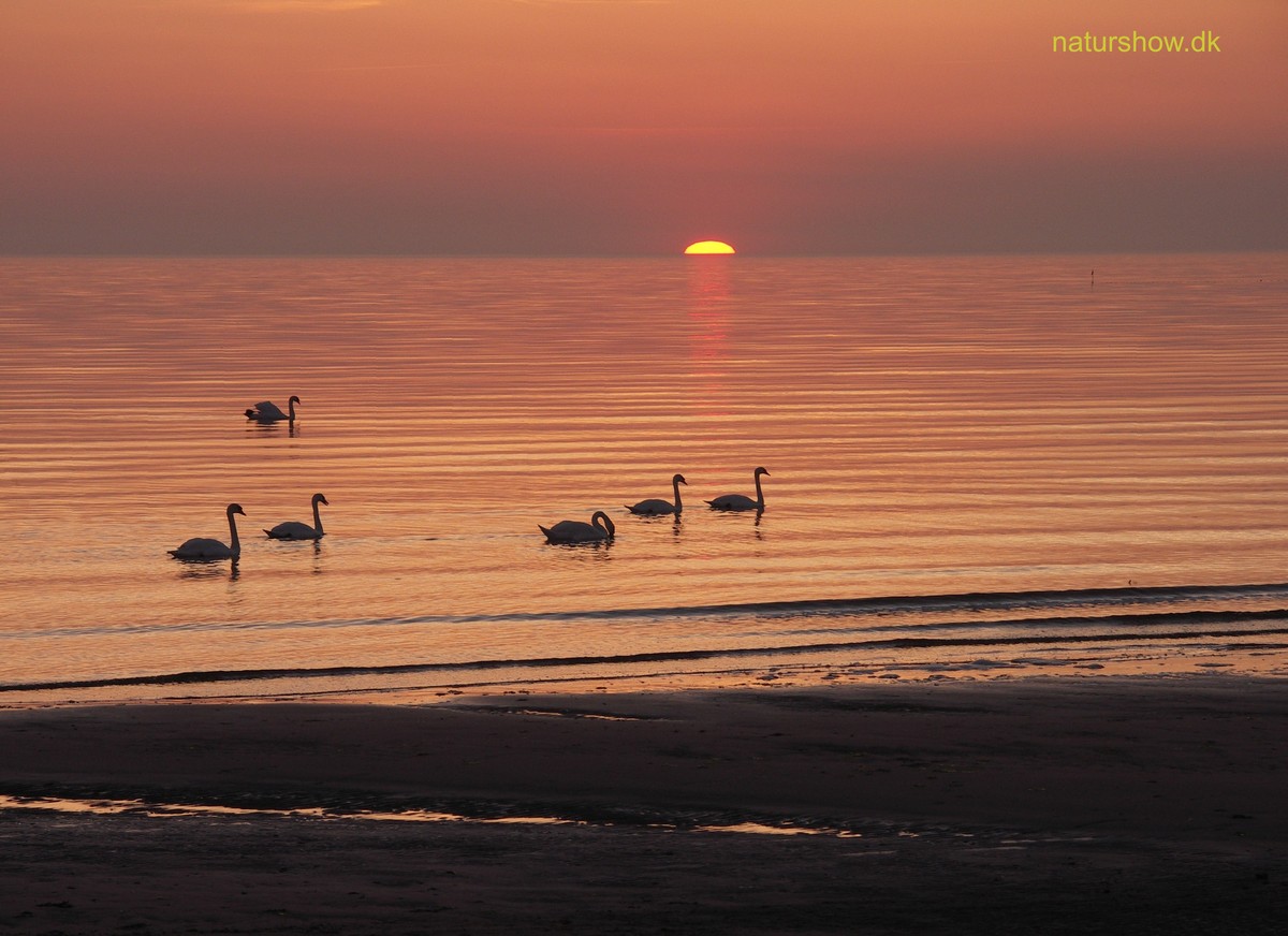 Sol og svaner-7 Næsby Strand-korr.jpg