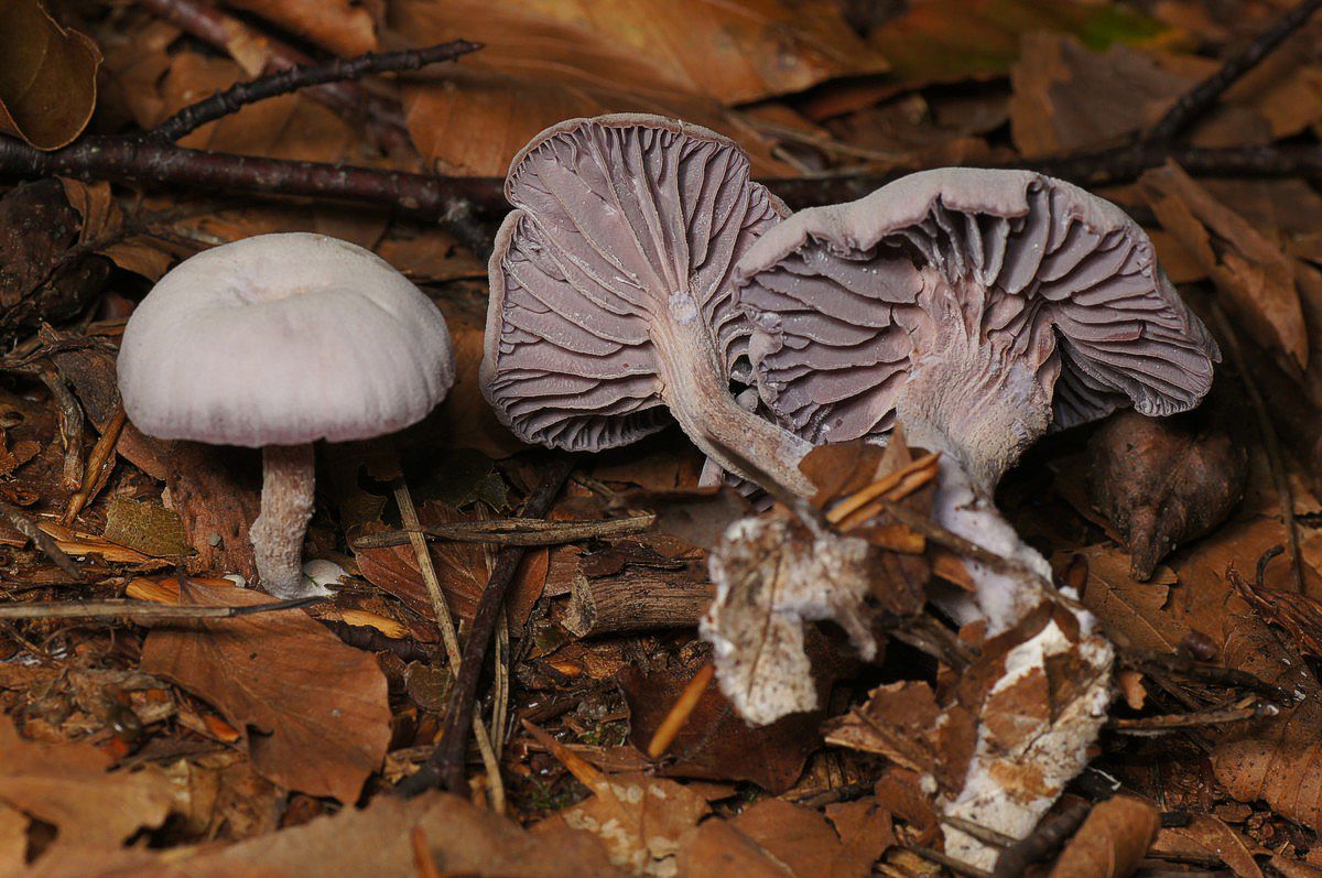 Ametysthat, violet makro-4 Læsø JP-DSC02236