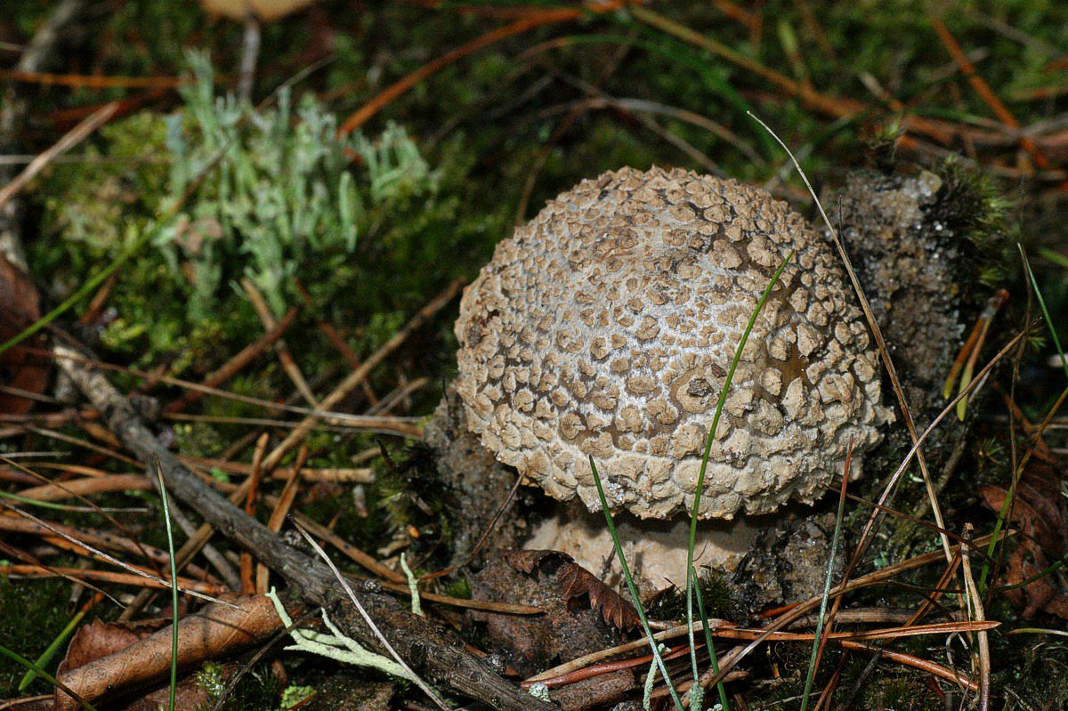 Fluesvamp, rødmende makro-1 Haunstrup JP-DSC00018