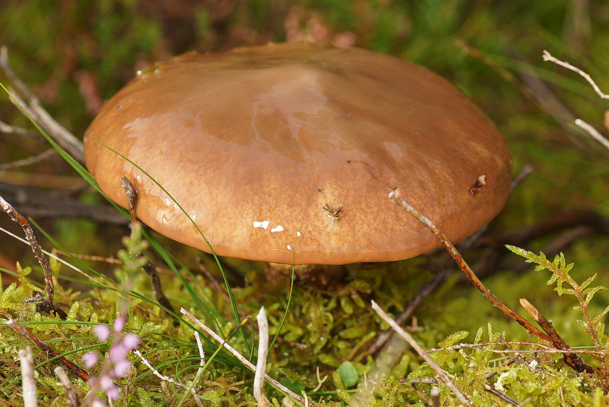 R%F8rhat,%20gulbrun%20makro-5%20Kvindeb%E6k%20JP-DSC03058.JPG